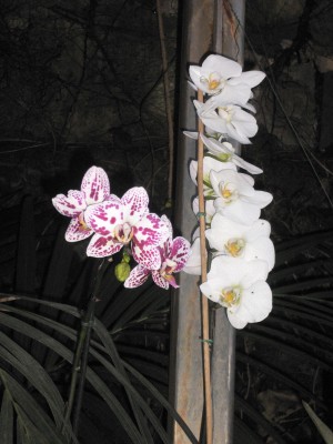 orchidee1.jpg