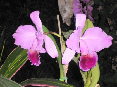 orchidee.jpg