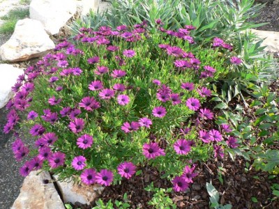 Horst's Pflanzen 003.jpg