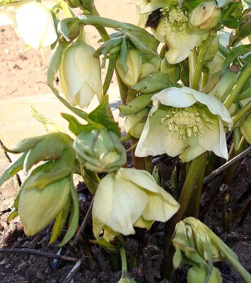 17.02.2008 helleborus 2.jpg