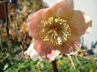 17.02.2008 helleborus 1.jpg