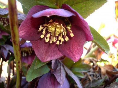 17.02.2008 helleborus.jpg