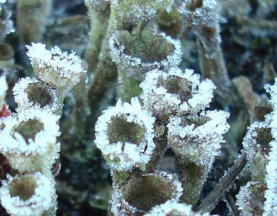 08.02.2008 frostig.jpg