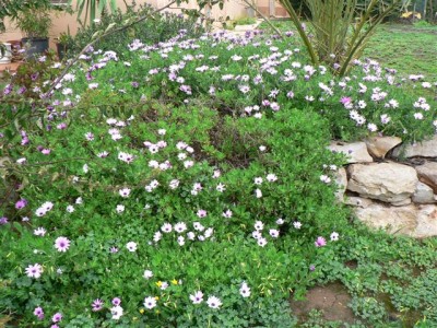 Horst's Pflanzen 026.jpg