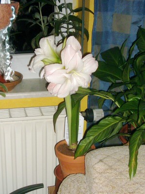 DSCI0002 - Kopie.JPG