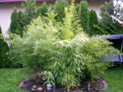 S4025190_edited.JPG