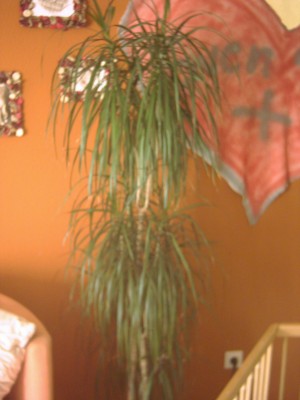 Palme.JPG