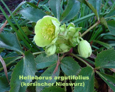 ungewöhnliche Helleborus.jpg