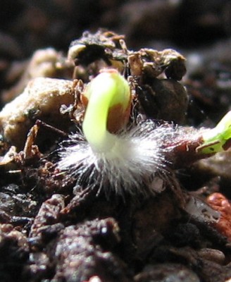 Canarina canariensis superklein.jpg