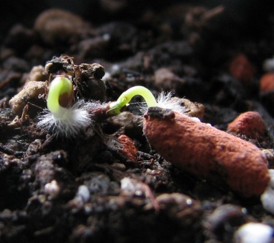 Canarina canariensis.jpg