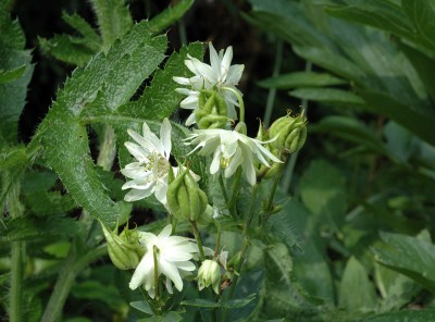 Appleblossom 1.jpg