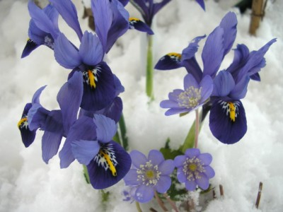 iris.JPG