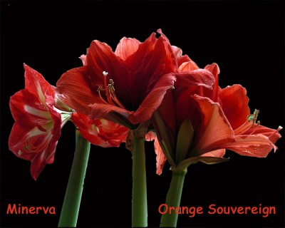 Minerva + Orange w.jpg