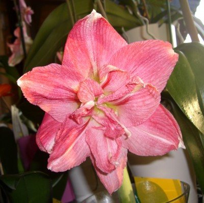 CIMG2359 - Kopie.JPG