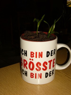Tasse.jpg