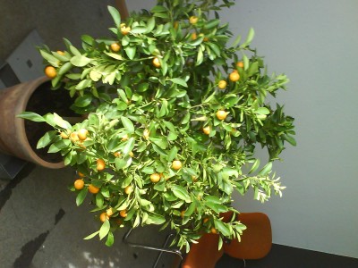 DSC00075.JPG