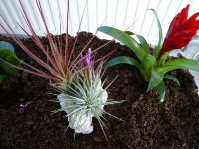 tilandsie1.JPG