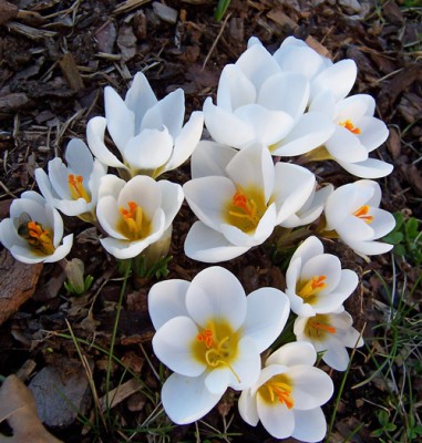 krokus.jpg