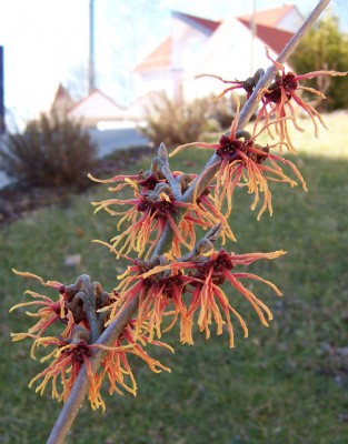 hamamelis.jpg