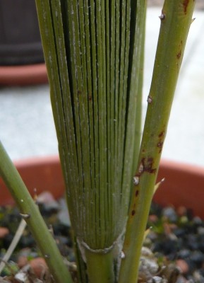 palme2.JPG