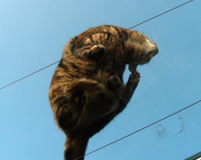 Unteransicht einer Katze.jpg