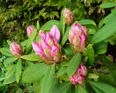 Rhodoknospen.jpg
