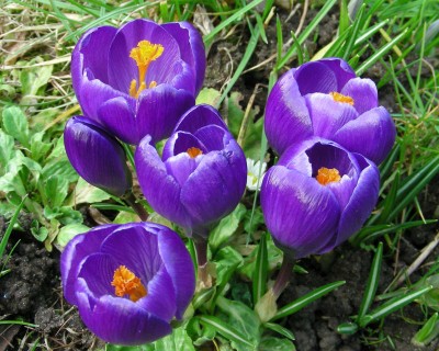 Krokus-Sippe.jpg