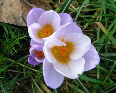 helle Krokusse.jpg