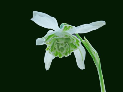 Schneegl. 1.jpg