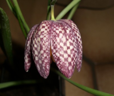 Schachbrettblume.JPG