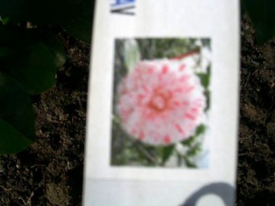 PICT0295.JPG