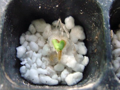 afr Tulpenbäumchen herzlich.jpg