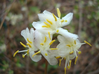 25.02.2008 lonicera.jpg