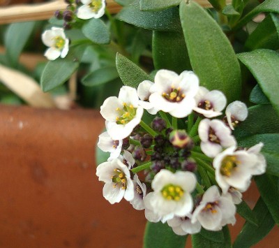 25.02.2008 alyssum.jpg