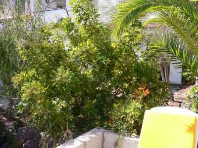 hotel schefflera.jpg