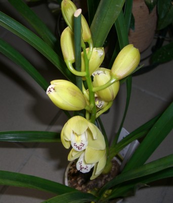 CIMG2379 - Kopie.JPG