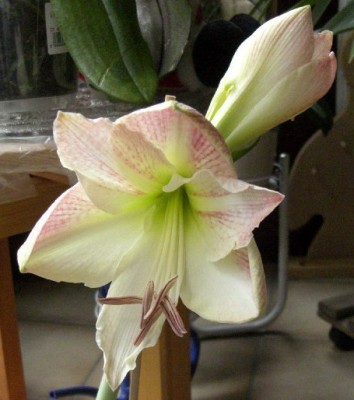 CIMG2943_800x600.jpg