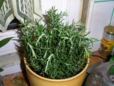 PICT0336.JPG