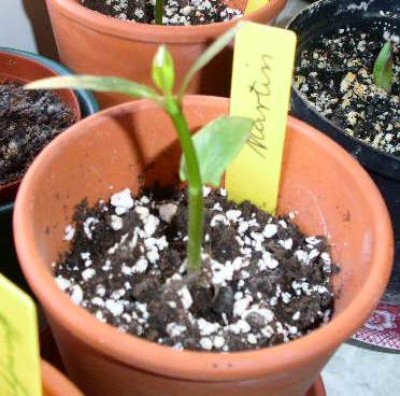PICT0346.JPG