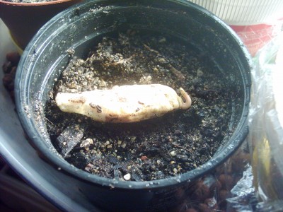 Mangokern mit Wurzel.JPG