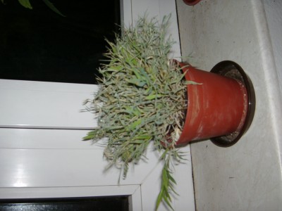 IMAG0001.JPG