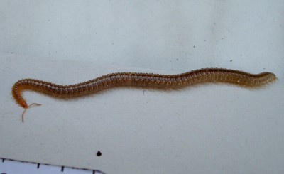 27.02.2008 neues haustier.jpg