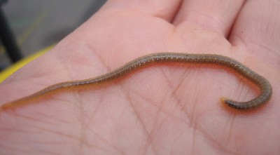 27.02.2008 viele beine.jpg