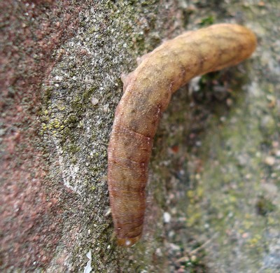 27.02.2008 raupe.jpg