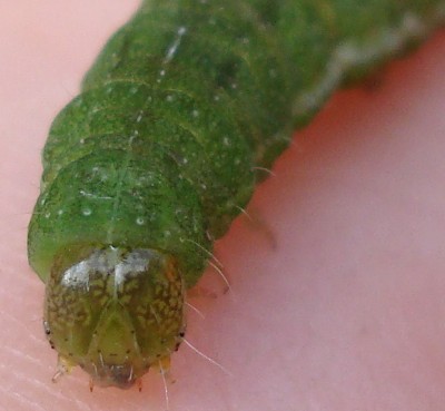 27.02.2008 ich kucke.jpg