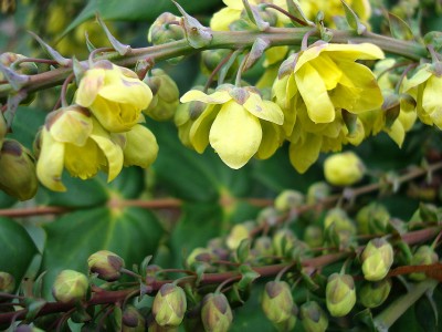 28.02.2008 frühling.jpg