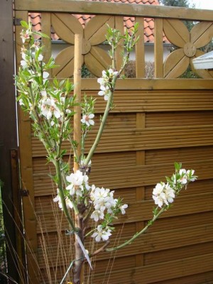 Meine Bilder 475a.jpg