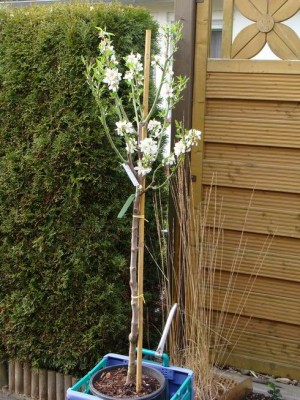 Meine Bilder 474a.jpg