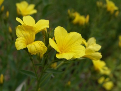 linum_flavum_compactum.jpg