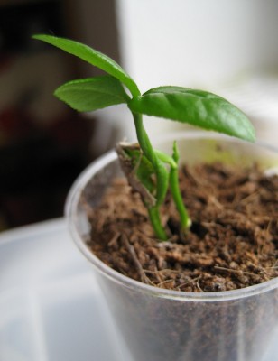 Limequat verdreht 2.JPG